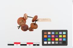 Foto von Perlenkette (NHMW-PRAE-024765)